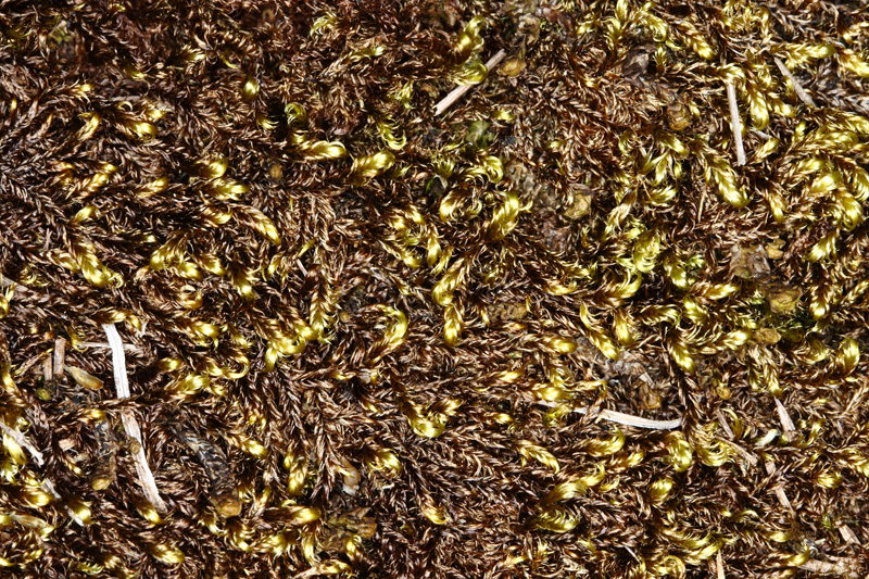 Sarmentypnum exannulatum